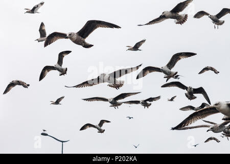 Grande gruppo di gabbiani che vola in cielo. Sullo sfondo della natura Foto Stock