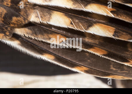 Lo specialista setole o dentellature sul bordo di un Allocco è ala che consentono al personale IT di volare silenziosamente. Foto Stock