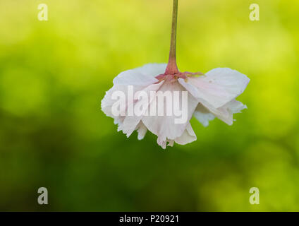 Una macro shot del fiore di un albero ciliegio. Foto Stock