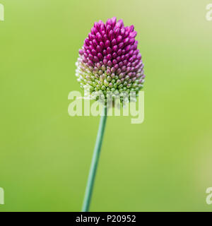 Una ripresa macro di un fiore di allium testa. Foto Stock