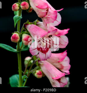 Una macro shot di rosa fiori penstemon testa. Foto Stock
