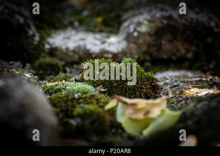 Moss sull'amianto le assicelle, close-up Foto Stock