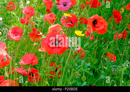 Papaveri rossi nel campo verde, a nord di Norfolk, Inghilterra Foto Stock