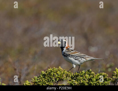 Lapponia longsperone (Calcarius laponicus) seduto sulla tundra Foto Stock