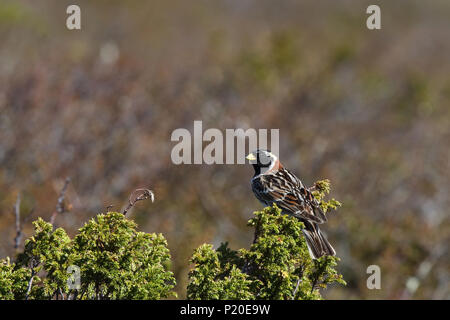 Lapponia longsperone (Calcarius laponicus) seduto sulla tundra Foto Stock