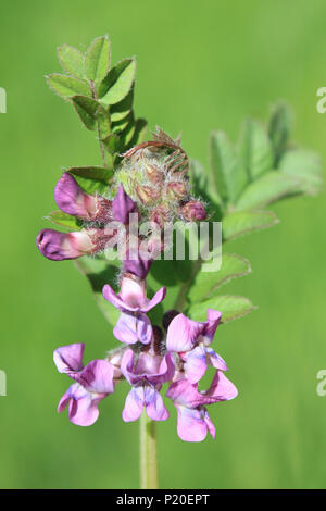 Bush veccia Vicia sepium, una fissazione di azoto legumi perenne Foto Stock