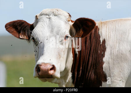 Il Massiccio Centrale. Cantal. Trizac Plateau. Montbeliarde vacche. Foto Stock