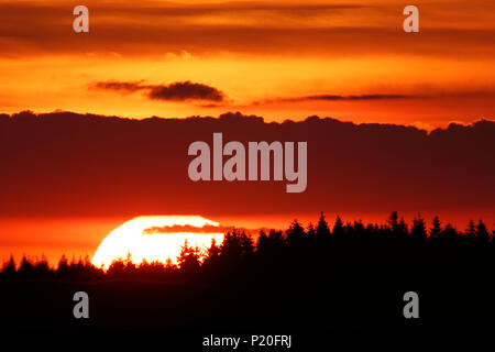 Il Massiccio Centrale. Cantal. Trizac Plateau in estate. Focus su sun. Foto Stock