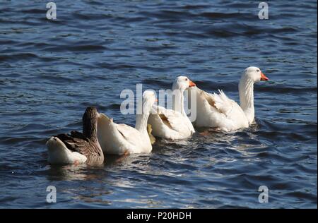 Un branco di oche nuoto su un laghetto insieme e proteggere un po' gosling Foto Stock
