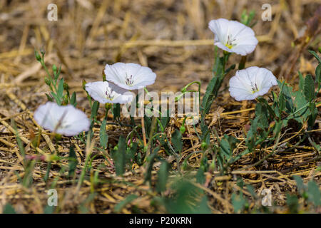 Impianto di immagine della natura selvaggia centinodia fiori di campo sul prato Foto Stock