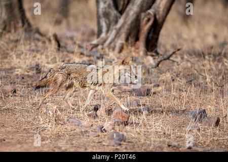 Golden Jackal in esecuzione Foto Stock