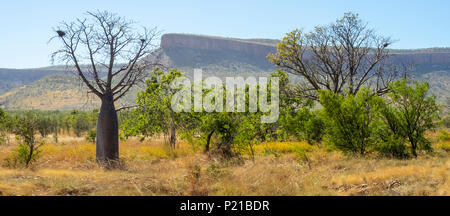 Gibb Challenge 2018 boab tree e savana bosco e Durack Mountain Range visto da Gibb River Road Kimberley Australia Foto Stock