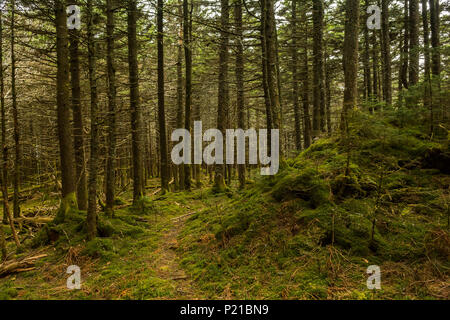 Appalachian Trail in abete rosso-bosco di abeti in Virginia Foto Stock
