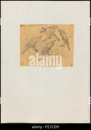 5 Accipiter virgatus - 1863-1876 - Stampa - Iconographia Zoologica - Collezioni Speciali Università di Amsterdam - UBA01 IZ18300117 Foto Stock