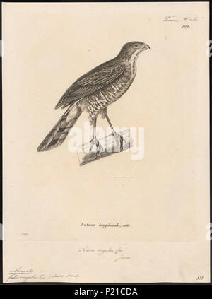 5 Accipiter virgatus - 1700-1880 - Stampa - Iconographia Zoologica - Collezioni Speciali Università di Amsterdam - UBA01 IZ18300119 Foto Stock