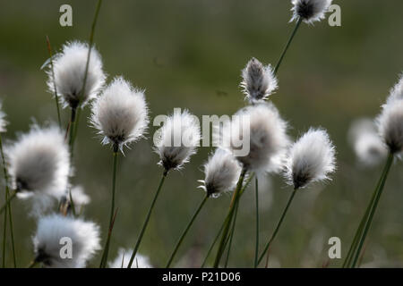 Cottongrass al vento sul paesaggio di brughiera di inverno collina vicino a Bolton e Manchester. Foto Stock