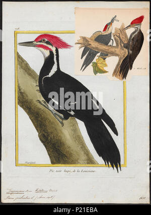 . Dryocopus pileatus . tra il 1700 e il 1880 112 Dryocopus pileatus - 1700-1880 - Stampa - Iconographia Zoologica - Collezioni Speciali Università di Amsterdam - UBA01 IZ18700157 Foto Stock