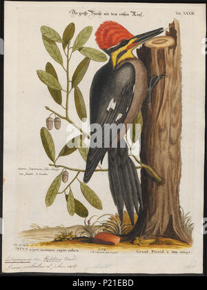 . Dryocopus pileatus . tra il 1700 e il 1880 112 Dryocopus pileatus - 1700-1880 - Stampa - Iconographia Zoologica - Collezioni Speciali Università di Amsterdam - UBA01 IZ18700159 Foto Stock