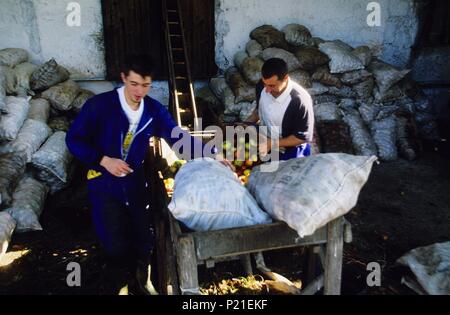 Cerca de Nava; Llagar 'Orizón"; descargando la manzana para la elaboración de sidra. Foto Stock