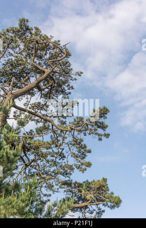 Fogliame e coni di un vecchio pino di Monterey / Pinus radiata contro il Cielo di estate blu. In California, dove è un nativo, è una specie in via di estinzione. Foto Stock