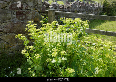 Pembrokeshire selvaggio fiore Alexanders o Smyrnium Olusatrum cresce accanto ad un cancello e muro di pietra in Dale, West Wales UK KATHY DEWITT Foto Stock