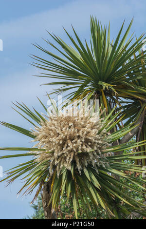 Fioritura Cordyline australis in Cornovaglia, UK. Questo palm talvolta noto come la Nuova Zelanda " Cabbage Tree" o cavolo-palm. Foto Stock