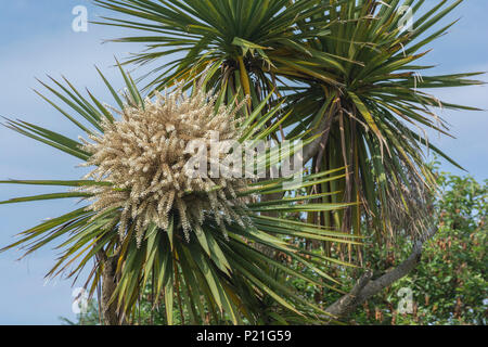 Fioritura Cordyline australis in Cornovaglia, UK. Questo palm talvolta noto come la Nuova Zelanda " Cabbage Tree" o cavolo-palm. Foto Stock