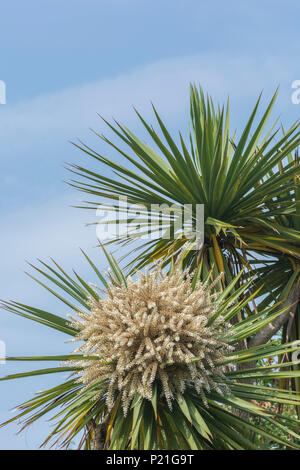 Fioritura Cordyline australis in Cornovaglia, UK. Questo palm talvolta noto come la Nuova Zelanda " Cabbage Tree" o cavolo-palm. Foto Stock