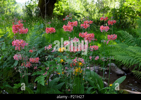 Candelabra primula bulleyana primula primula primula primula primula che cresce vicino a uno stagno in un Area ombreggiata in un giardino in primavera giugno in campagna Galles Gran Bretagna Regno Unito KATHY DEWITT Foto Stock