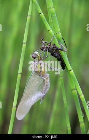 Quattro-spotted chaser o schiumarola Libellula quadrimaculata, la schiusa Foto Stock