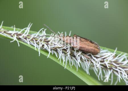 Coleottero Reed, Donacia bicolor Foto Stock