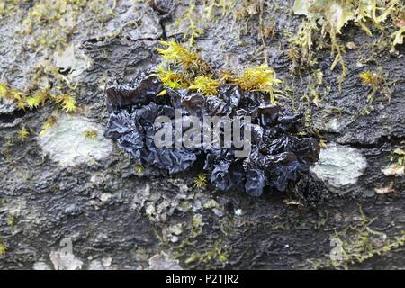 Cervello frondoso, chiamato anche jelly foglia e marrone della strega burro, Tremella foliacea Foto Stock