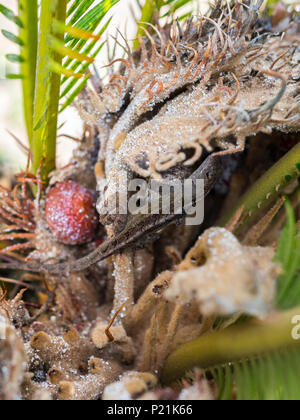 Un marrone anole lizard si fonde sui semi di sago palm. Bianco visibile i parassiti possono essere visto screziato tutto l'impianto. Foto Stock