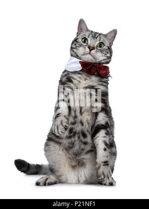 Bello black silver tabby British Shorthair cat seduto sul retro le zampe come meerkat indossando una serata di gala collare bianco con cravatta rossa bow isolati su whi Foto Stock