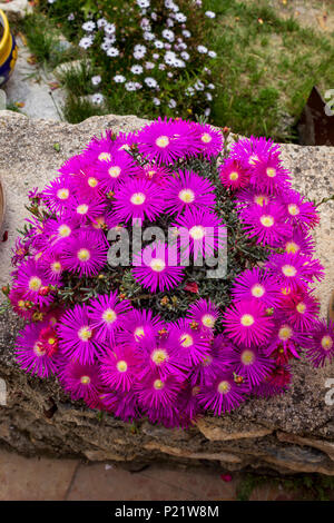 Delosperma cooperi, Pink trailing Iceplant Foto Stock