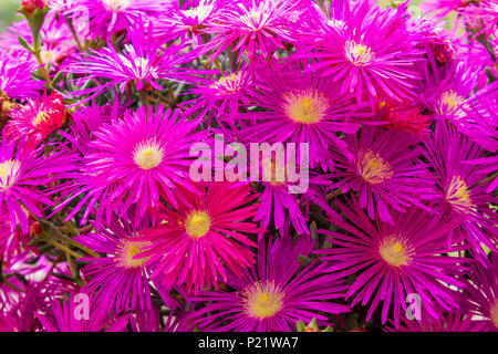 Delosperma cooperi, Pink trailing Iceplant Foto Stock