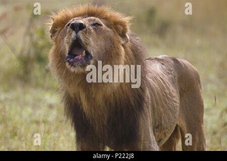 Un maschio anziano lion bares i suoi denti rotti come egli ruggisce Foto Stock