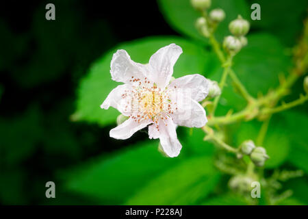 Wild Blackberry Blossom in piena fioritura, crescendo in estate il sole. Foto Stock