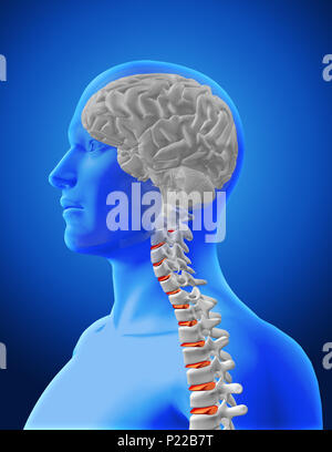 3D rendering di un'immagine medica mostra la colonna vertebrale e il cervello in una figura maschile Foto Stock