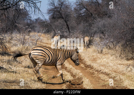 Allevamento di zebra percorso di attraversamento su safari