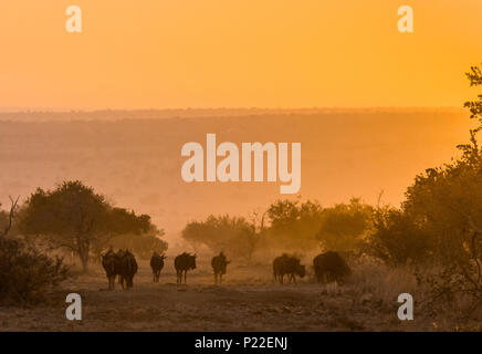 Mandria di gnu pascolano nella pianura al di sotto di un sunrise Foto Stock