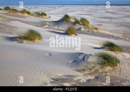 Kniepsand, isola di Amrum, il Mare del Nord, Schleswig-Holstein il Wadden Sea National Park, SCHLESWIG-HOLSTEIN, Germania, Foto Stock