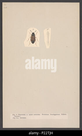. Protinus 270 Protinus - Stampa - Iconographia Zoologica - Collezioni Speciali Università di Amsterdam - UBAINV0274 001 02 0038 Foto Stock