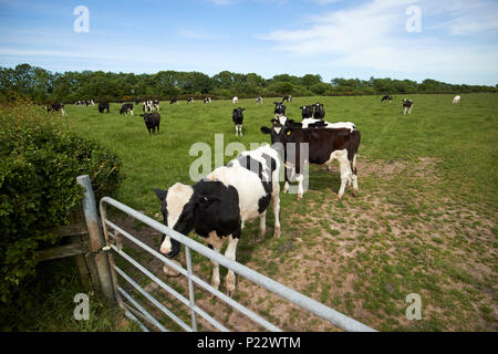 Giovani Holstein il frisone bovini da latte in una fattoria a Annan Dumfries and Galloway Scotland Regno Unito Foto Stock