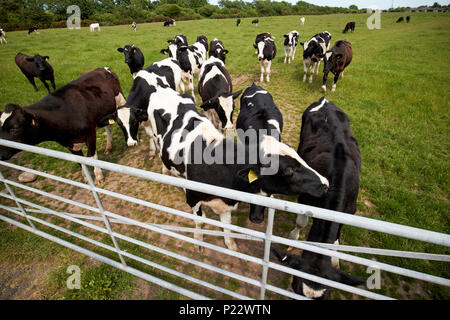 Giovani Holstein il frisone bovini da latte in una fattoria a Annan Dumfries and Galloway Scotland Regno Unito Foto Stock