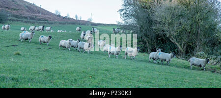 Un gregge di pecore a camminare in una linea in Baildon. Yorkshire, Inghilterra. Foto Stock