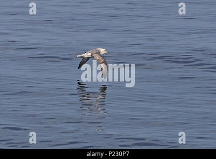 Northern Fulmar (Fulmarus glacialis) adulto in volo basso sopra il mare Italiano Canale può Foto Stock