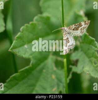 Argento moquette a terra Moth UK (Xanthothoe Montanata) Foto Stock