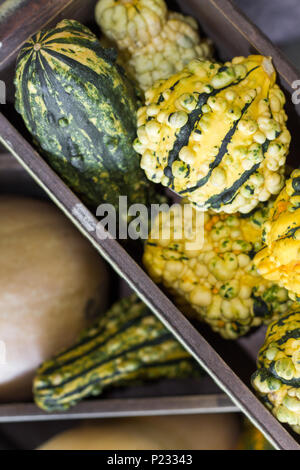 Close up dettaglio di Butternut e Acorn squash in un rustico di gabbia in legno. Foto Stock