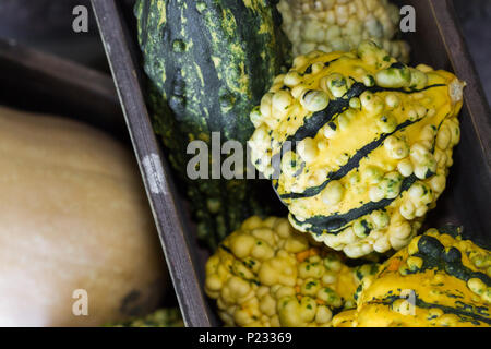 Close up dettaglio di Butternut e Acorn squash in un rustico di gabbia in legno. Foto Stock